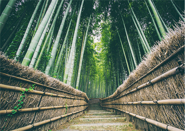 bob手机综合概况(图1)